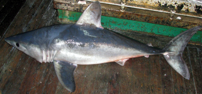 Lamna nasus03.jpg